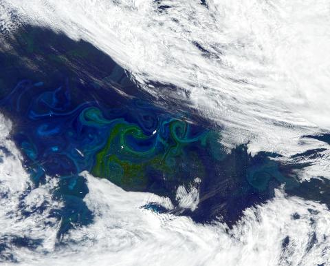 A satellite image of blooming phytoplankton, visible as green-tinted swirls, in the South Atlantic. Credit: NASA Credit: NASA (OCI sensor aboard PACE on January 5, 2025)