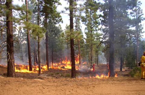 Controlled Wildland Burn