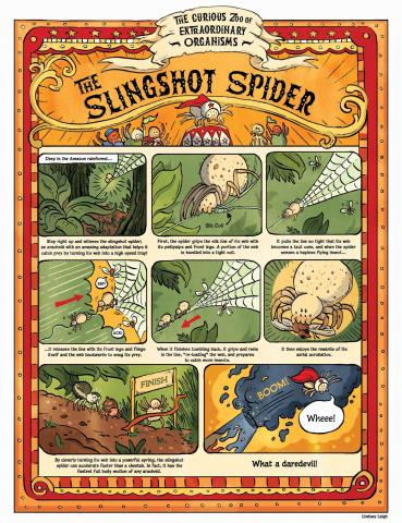 Cartoon explanation of slingshot spider